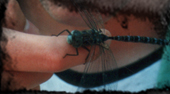 dragonfly